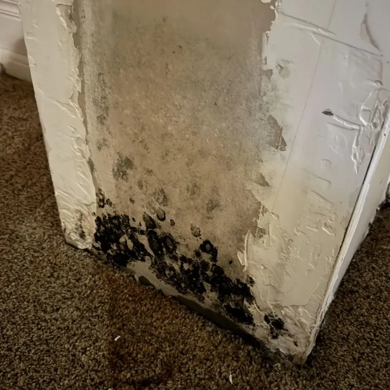 Professional Mold Removal in Lochbuie, CO